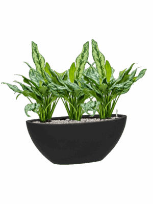 Aglaonema Miss Julliette In Fiberstone D 17 H 52 cm - PlantenShop24 - 02-05-2025