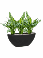 Aglaonema Miss Julliette In Fiberstone D 17 H 52 cm - PlantenShop24 - 12-05-2025
