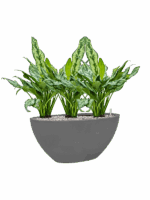Aglaonema Miss Julliette In Natural D 17 H 53 cm - PlantenShop24 - 12-05-2025