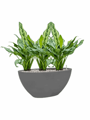 Aglaonema Miss Julliette In Natural D 17 H 53 cm - PlantenShop24 - 12-05-2025
