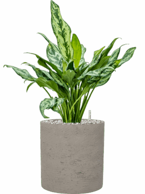 Aglaonema Miss Julliette In Rough D 17 H 53 cm - PlantenShop24 - 12-05-2025