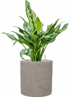 Aglaonema Miss Julliette In Rough D 17 H 53 cm - PlantenShop24 - 19-05-2025