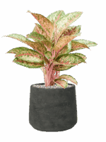 Aglaonema Painted Celebration In Rough D 19 H 49 cm - PlantenShop24 - 26-05-2025
