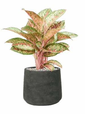Aglaonema Painted Celebration In Rough D 19 H 49 cm - PlantenShop24 - 26-05-2025