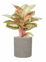 Aglaonema Painted Celebration In Rough D 19 H 50 cm - PlantenShop24 - 19-05-2025