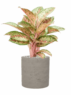 Aglaonema Painted Celebration In Rough D 19 H 50 cm - PlantenShop24 - 19-05-2025