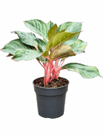 Aglaonema Princess D 19 H 50 cm - PlantenShop24 - 12-05-2025