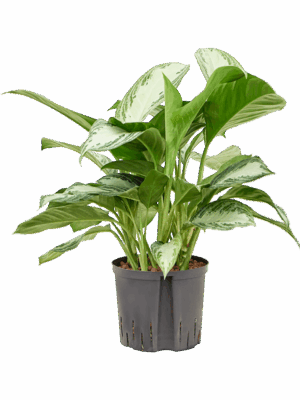 Aglaonema Silver Bay D 22 H 50 cm - PlantenShop24 - 30-05-2025