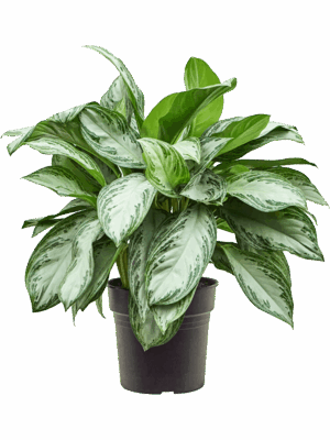 Aglaonema Silver Bay D 27 H 70 cm - PlantenShop24 - 03-05-2025