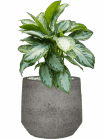 Aglaonema Silver Bay In Cement & Stone D 24 H 61 cm - PlantenShop24 - 14-05-2025