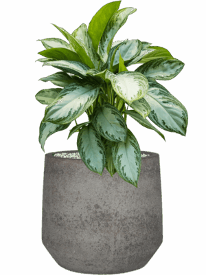 Aglaonema Silver Bay In Cement & Stone D 24 H 61 cm - PlantenShop24 - 14-05-2025