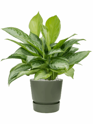Aglaonema Silver Bay In Greenville D 21 H 67 cm - PlantenShop24 - 21-05-2025