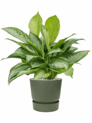Aglaonema Silver Bay In Greenville D 21 H 67 cm - PlantenShop24 - 29-04-2025