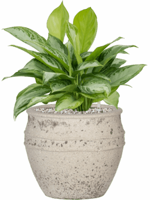 Aglaonema Silver Bay In Mediterranean D 21 H 49 cm - PlantenShop24 - 29-04-2025