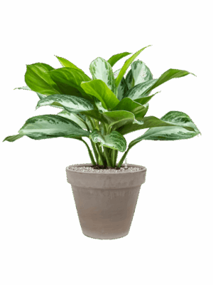 Aglaonema Silver Bay In Terra Cotta D 19 H 78 cm - PlantenShop24 - 08-05-2025