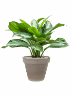 Aglaonema Silver Bay In Terra Cotta D 19 H 78 cm - PlantenShop24 - 22-05-2025
