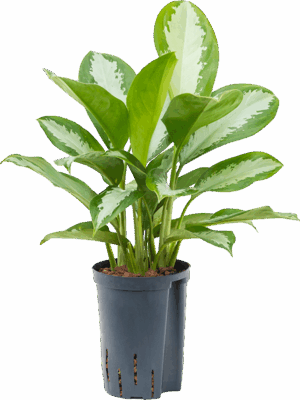 Aglaonema Silver Moon D 15 H 45 cm - PlantenShop24 - 30-04-2025