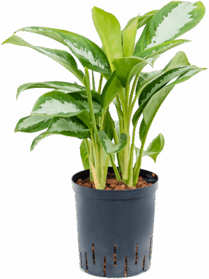Aglaonema Silver Moon D 18 H 50 cm - PlantenShop24 - 13-05-2025