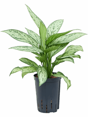 Aglaonema Silver Queen D 15 H 50 cm - PlantenShop24 - 30-04-2025