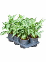 Aglaonema Silver Queen D 17 H 35 cm - PlantenShop24 - 21-05-2025