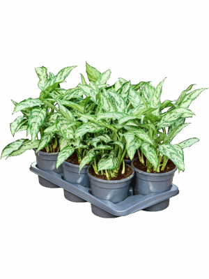 Aglaonema Silver Queen D 17 H 35 cm - PlantenShop24 - 21-05-2025