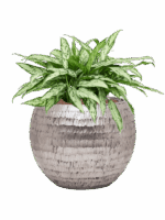 Aglaonema Silver Queen In Baq Opus Hammered D 25 H 54 cm - PlantenShop24 - 01-05-2025