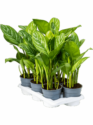 Aglaonema Stripes D 17 H 60 cm - PlantenShop24 - 02-05-2025
