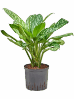 Aglaonema Stripes D 22 H 75 cm - PlantenShop24 - 15-05-2025