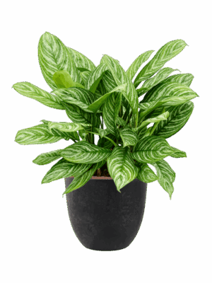 Aglaonema Stripes In Artstone D 28 H 92 cm - PlantenShop24 - 18-05-2025