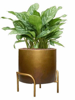 Aglaonema Stripes In Baq Gradient Elevated D 28 H 81 cm - PlantenShop24 - 26-05-2025