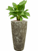 Aglaonema Stripes In Baq Lava D 25 H 108 cm - PlantenShop24 - 16-05-2025