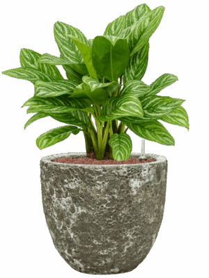 Aglaonema Stripes In Baq Lava D 25 H 75 cm - PlantenShop24 - 16-05-2025
