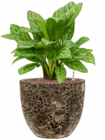 Aglaonema Stripes In Baq Lava D 25 H 76 cm - PlantenShop24 - 16-05-2025