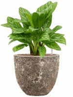 Aglaonema Stripes In Baq Lava D 25 H 76 cm - PlantenShop24 - 16-05-2025