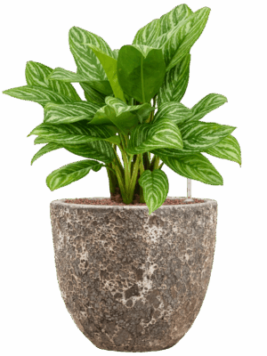 Aglaonema Stripes In Baq Lava D 25 H 76 cm - PlantenShop24 - 16-05-2025