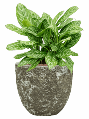 Aglaonema Stripes In Baq Lava D 28 H 69 cm - PlantenShop24 - 15-05-2025