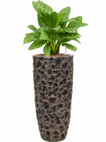 Aglaonema Stripes In Baq Luxe Lite Universe Moon D 25 H 112 cm - PlantenShop24 - 16-05-2025