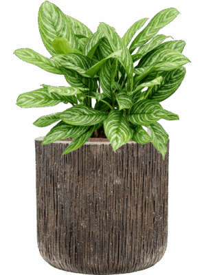 Aglaonema Stripes In Baq Luxe Lite Universe Waterfall D 28 H 74 cm - PlantenShop24 - 15-05-2025
