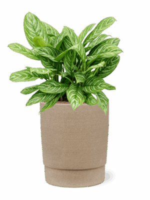 Aglaonema Stripes In Chao D 28 H 73 cm - PlantenShop24 - 15-05-2025