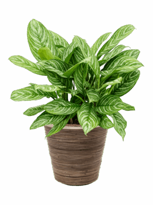 Aglaonema Stripes In Drypot Rattan Stripe D 28 H 96 cm - PlantenShop24 - 15-05-2025