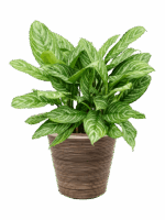 Aglaonema Stripes In Drypot Rattan Stripe D 28 H 96 cm - PlantenShop24 - 26-05-2025