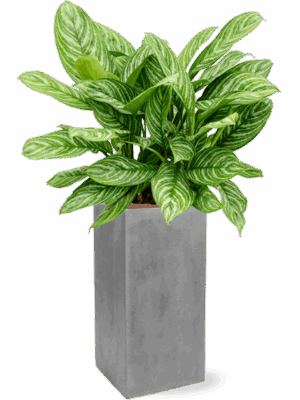 Aglaonema Stripes In Fiberstone D 28 H 118 cm - PlantenShop24 - 15-05-2025
