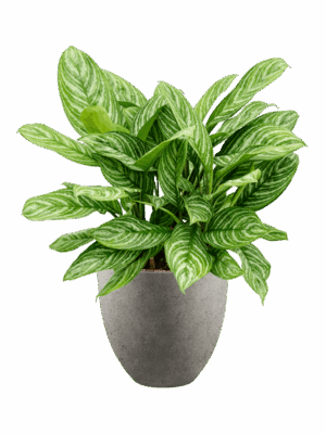 Aglaonema Stripes In Grigio D 28 H 94 cm - PlantenShop24 - 15-05-2025
