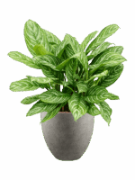 Aglaonema Stripes In Grigio D 28 H 94 cm - PlantenShop24 - 15-05-2025