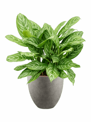 Aglaonema Stripes In Grigio D 28 H 94 cm - PlantenShop24 - 15-05-2025