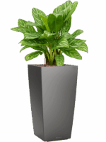 Aglaonema Stripes In Lechuza Cubico D 25 H 95 cm - PlantenShop24 - 16-05-2025