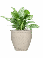 Aglaonema Stripes In Mediterranean D 27 H 79 cm - PlantenShop24 - 30-04-2025