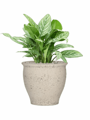 Aglaonema Stripes In Mediterranean D 27 H 79 cm - PlantenShop24 - 30-04-2025