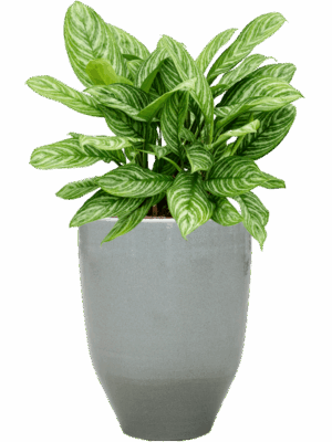 Aglaonema Stripes In One And Only D 28 H 76 cm - PlantenShop24 - 15-05-2025