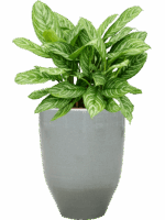 Aglaonema Stripes In One And Only D 28 H 76 cm - PlantenShop24 - 26-05-2025
